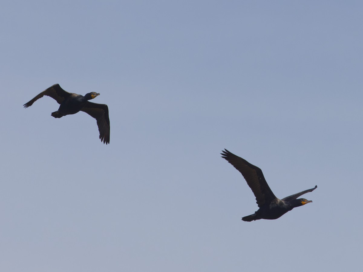 Cormoran à aigrettes - ML620531428