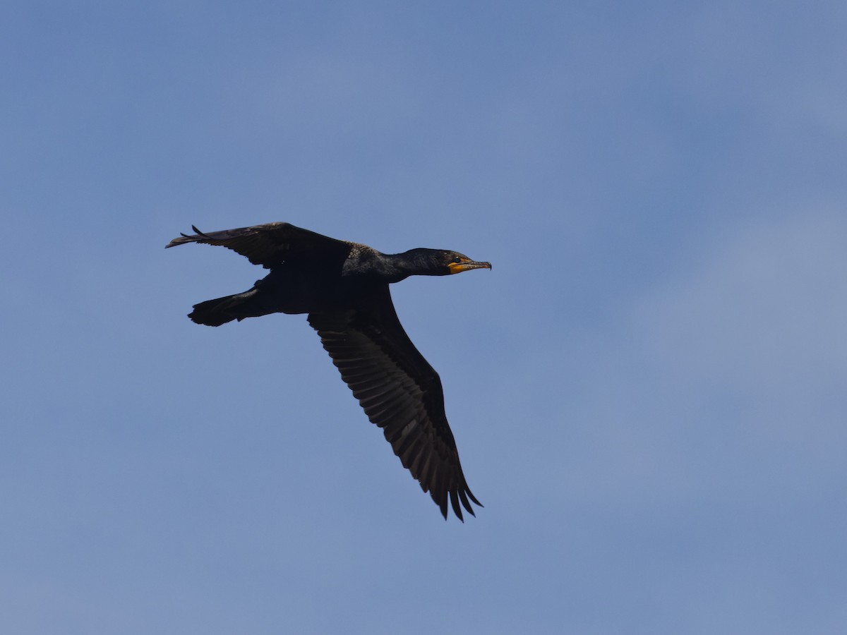 Double-crested Cormorant - ML620531429