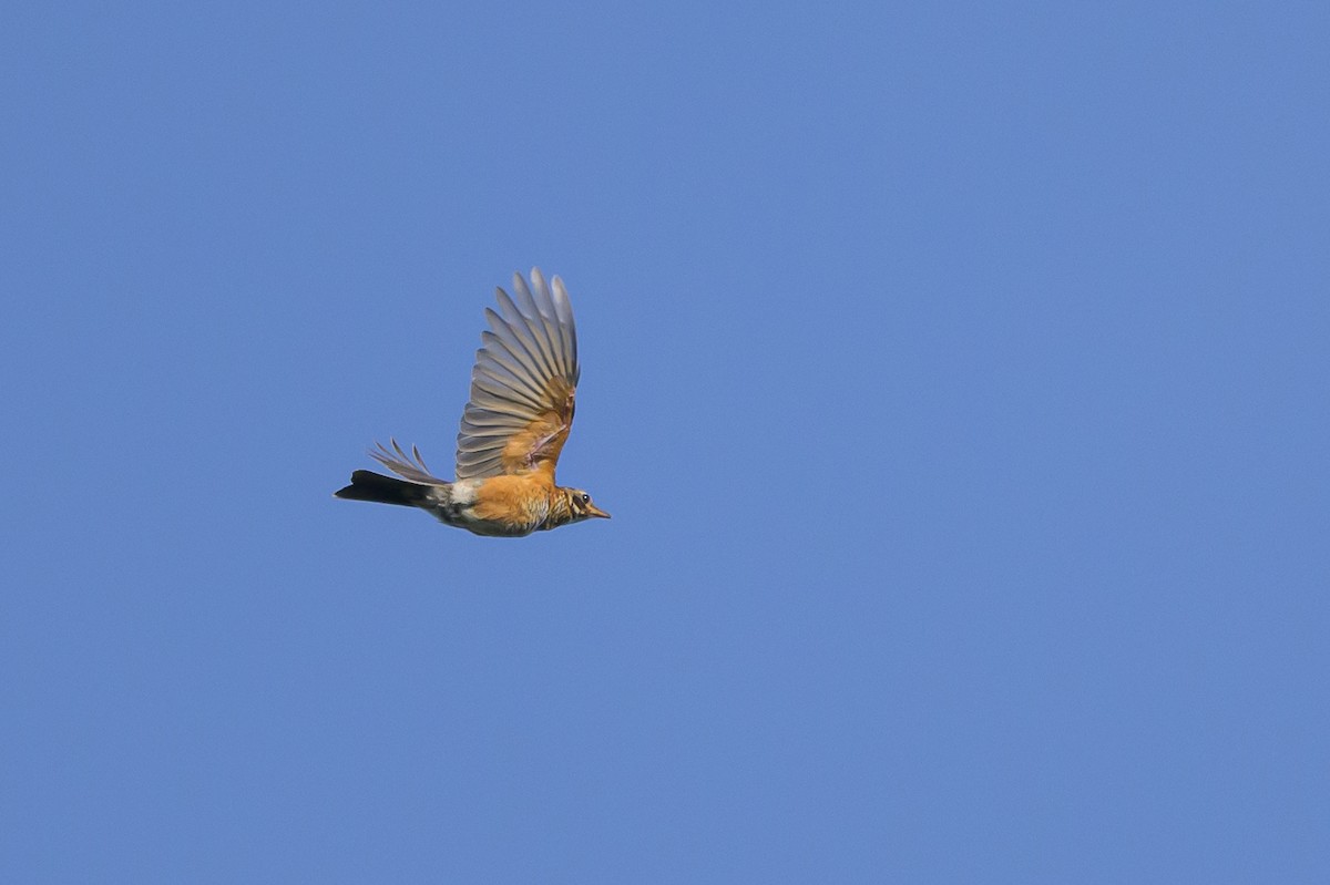 American Robin - ML620531434