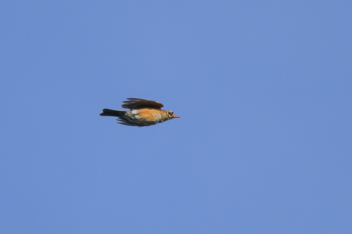 American Robin - ML620531435