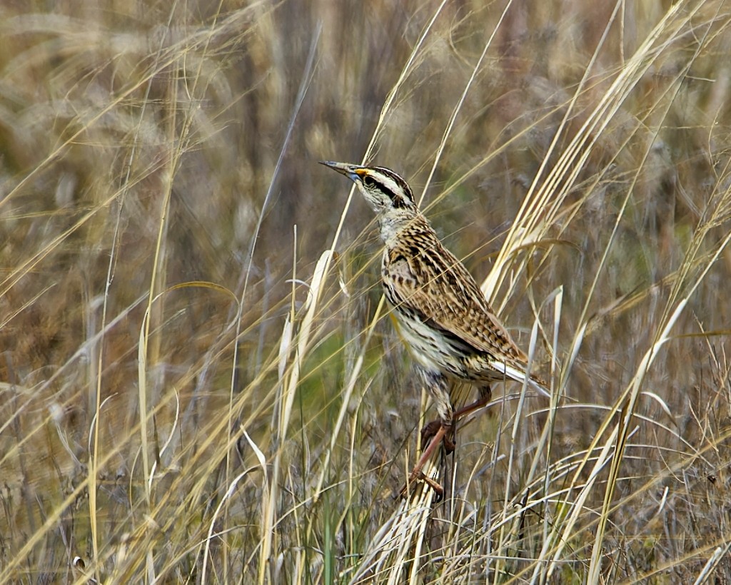 Chihuahuan Meadowlark - ML620531441