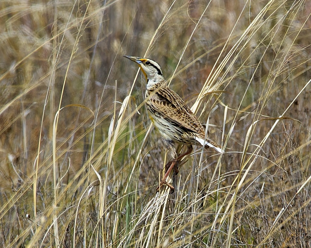 Chihuahuan Meadowlark - ML620531442