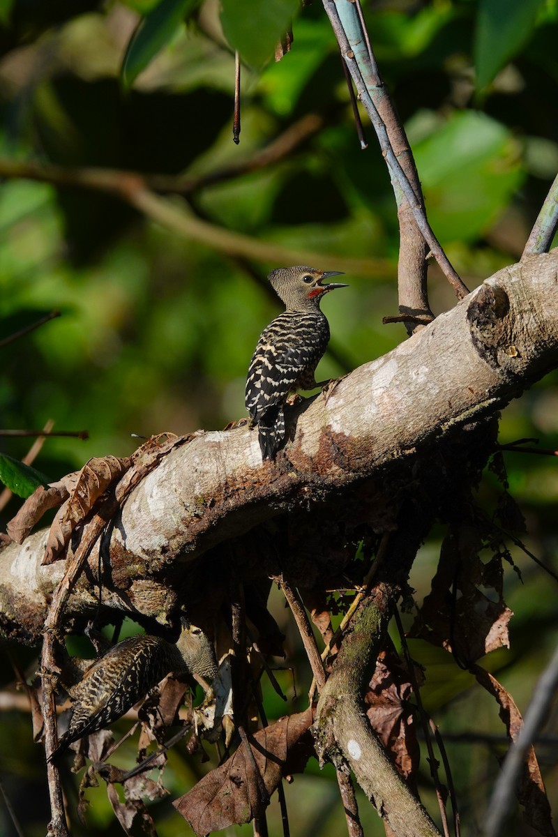 Buff-rumped Woodpecker - ML620531443