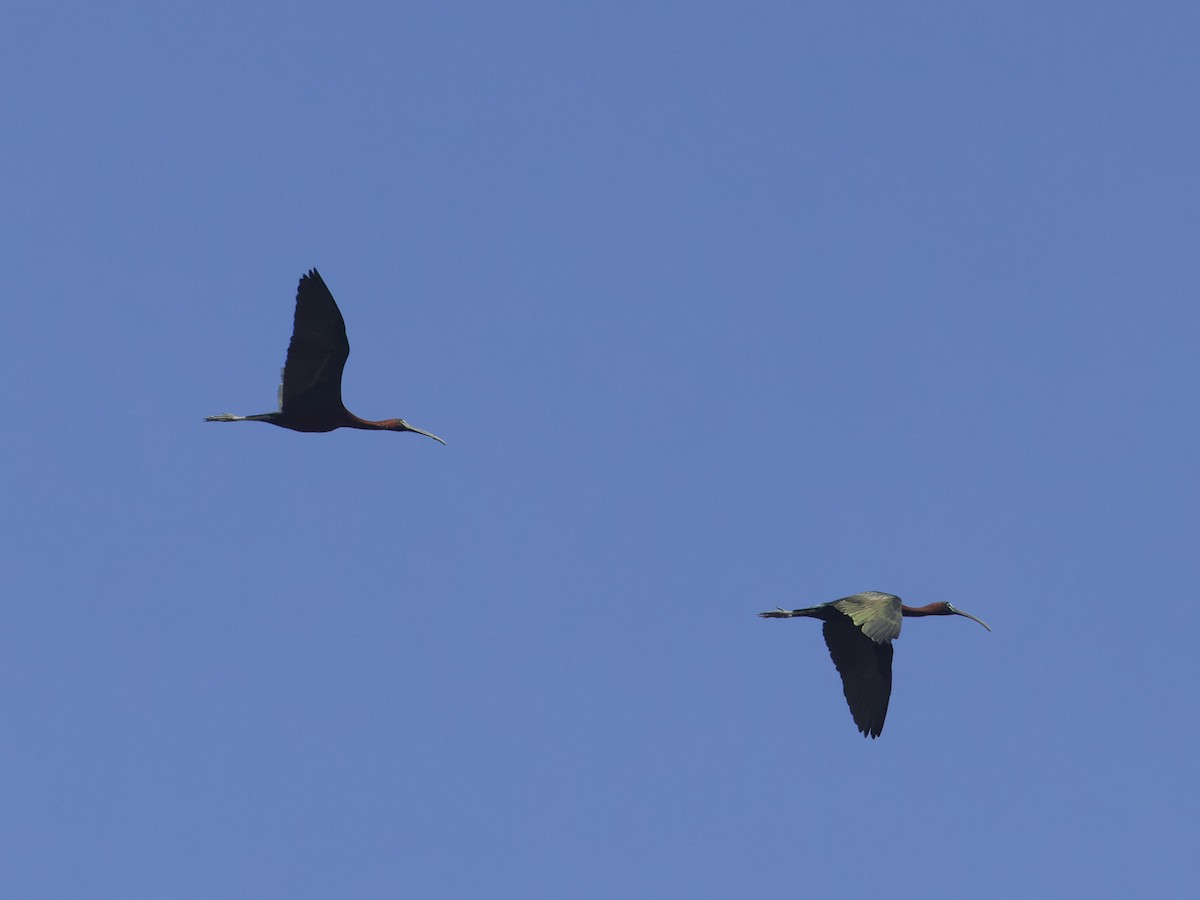 ibis hnědý - ML620531447