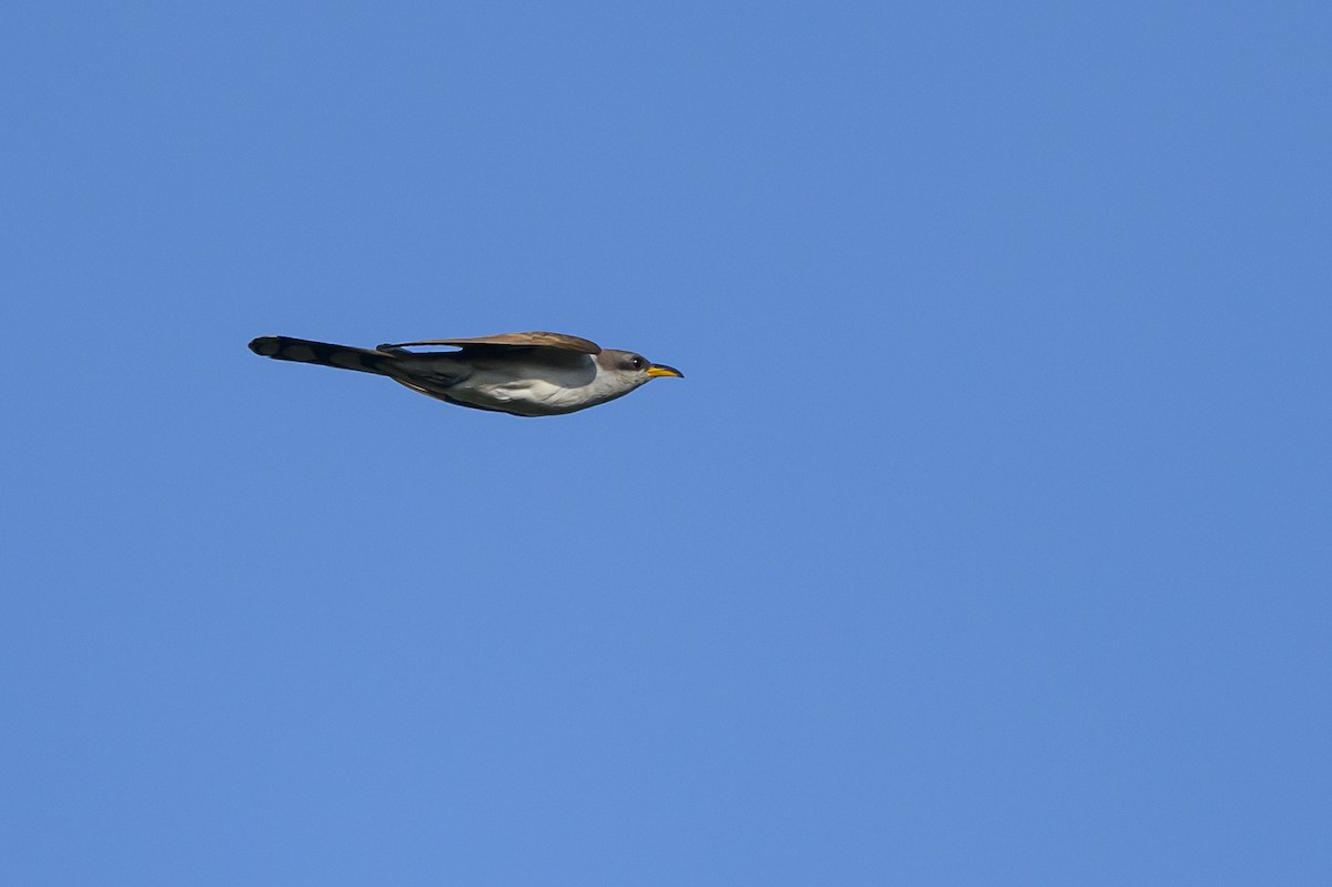 Yellow-billed Cuckoo - Stephen Davies