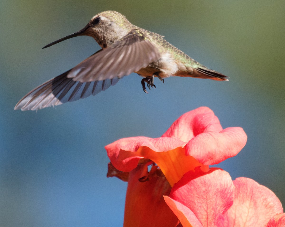 Anna's Hummingbird - ML620531457