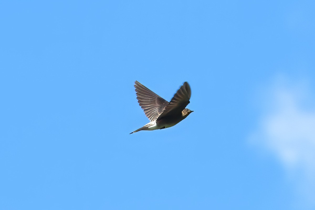 Southern Rough-winged Swallow - ML620531458