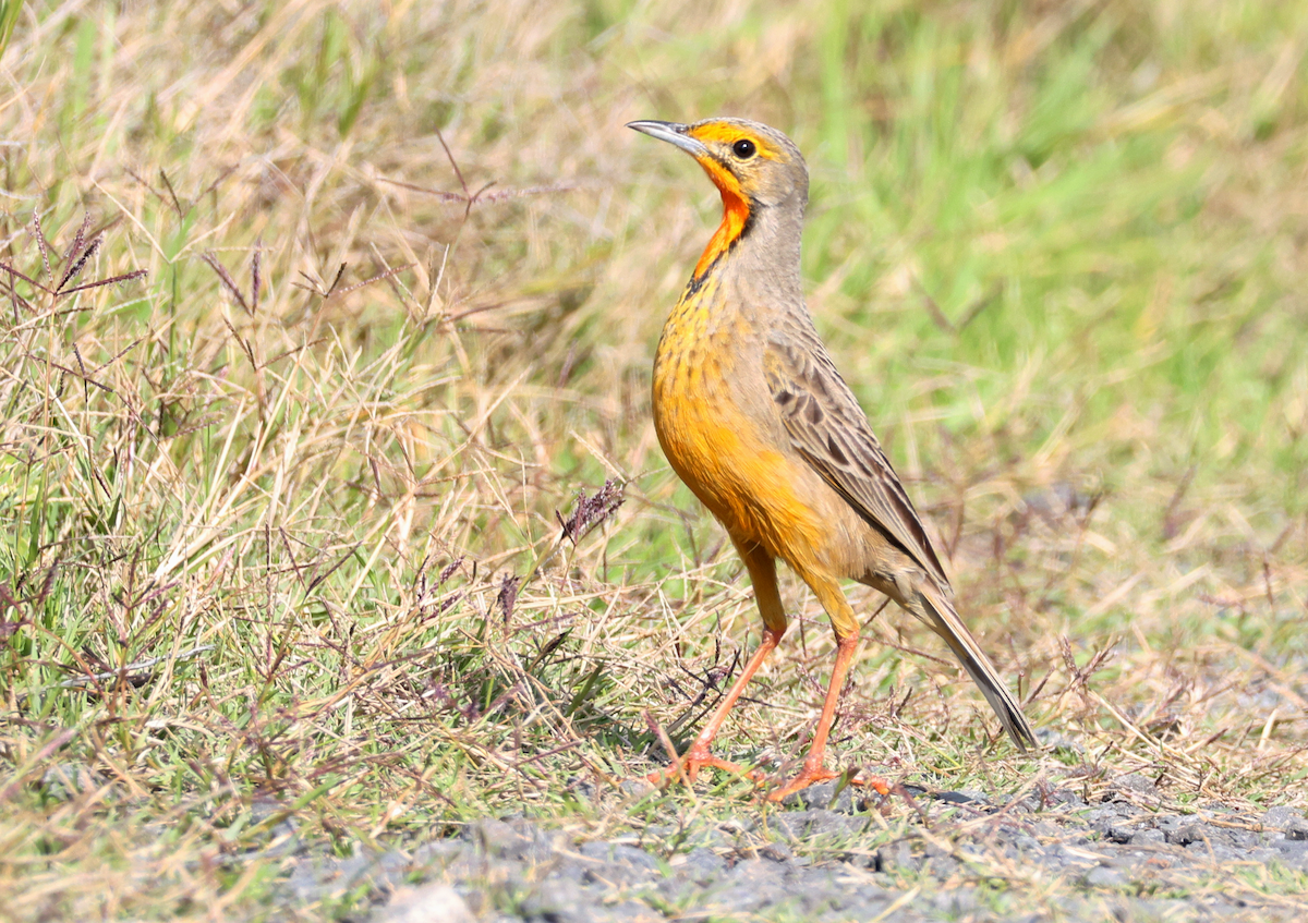 Orange-throated Longclaw - ML620531468