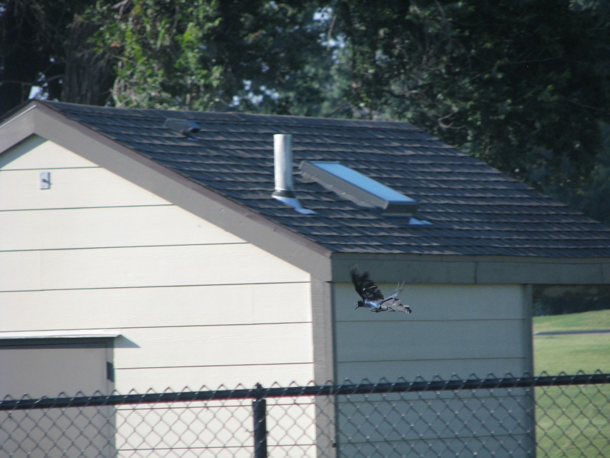 Great-tailed Grackle - ML620531471