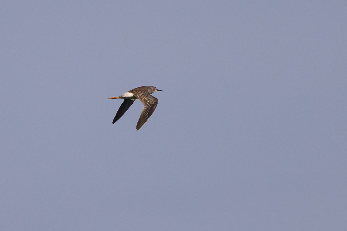 Lesser Yellowlegs - Stephen Davies