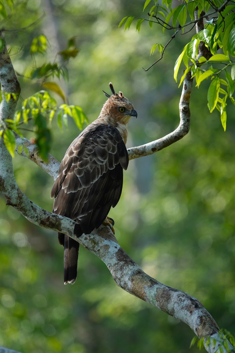 Wallace's Hawk-Eagle - ML620531474