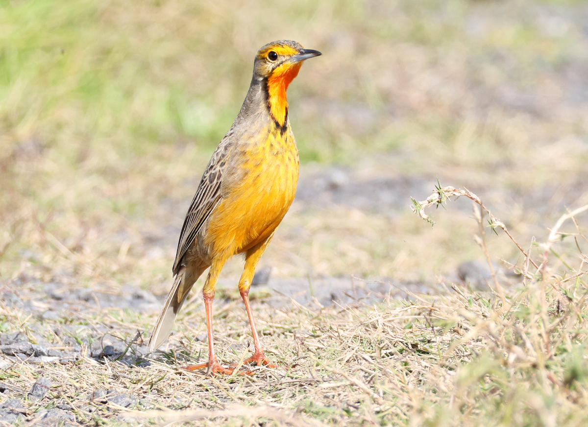 Orange-throated Longclaw - ML620531479