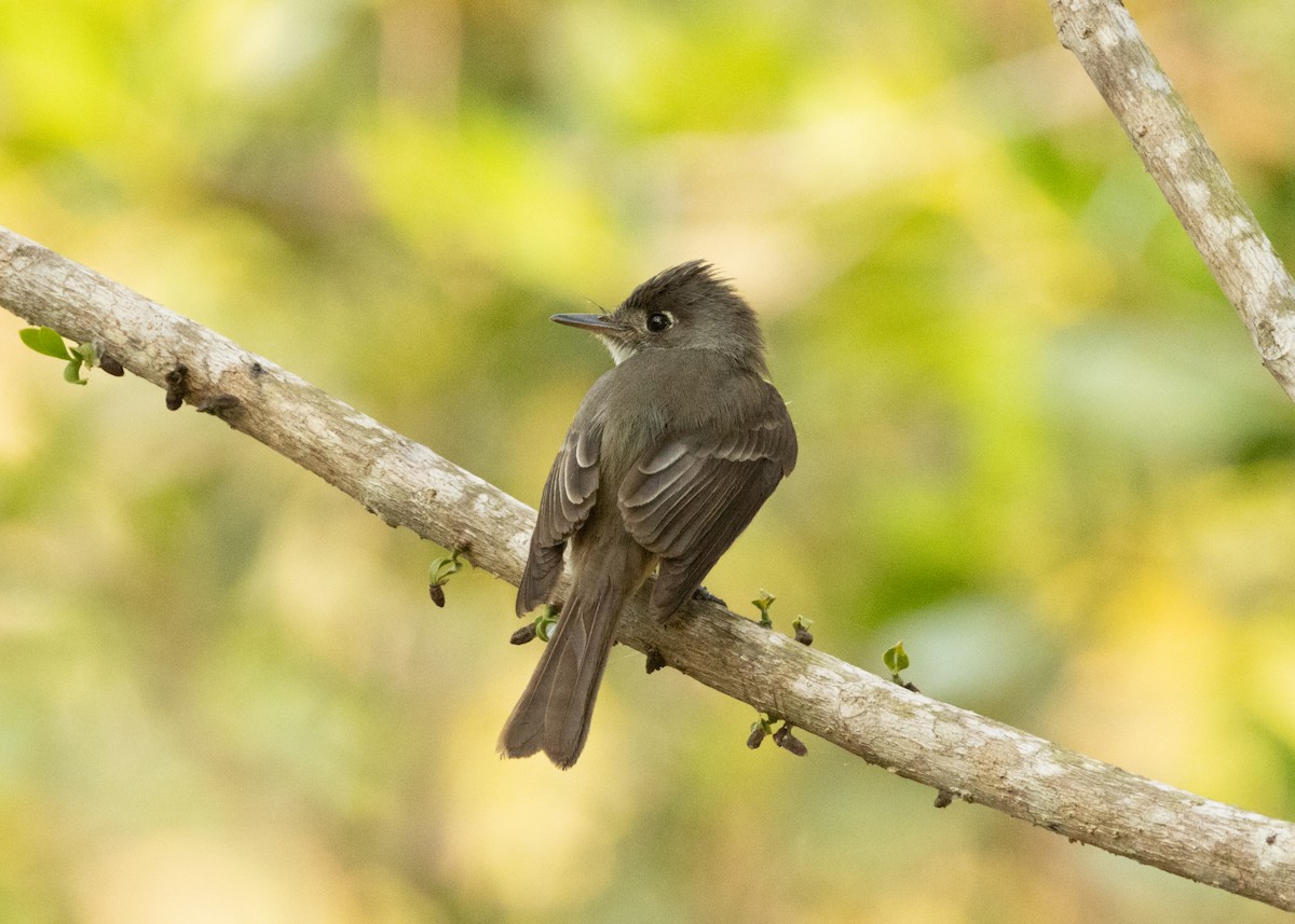 Cuban Pewee - ML620531486