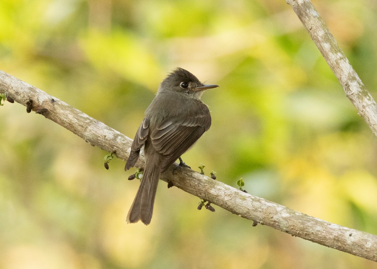 Cuban Pewee - ML620531487