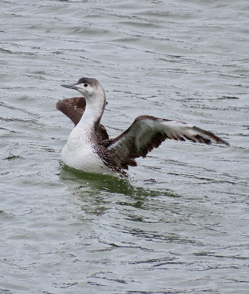 Red-throated Loon - ML620531497