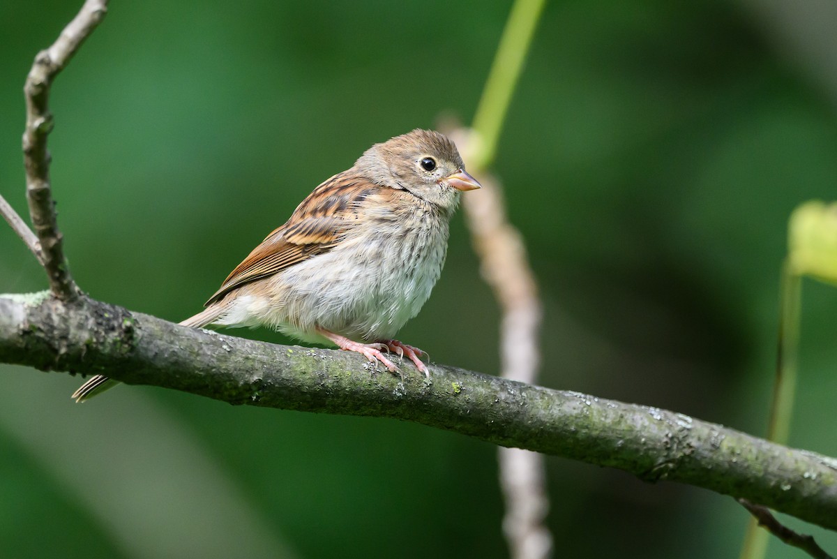 Field Sparrow - ML620531499