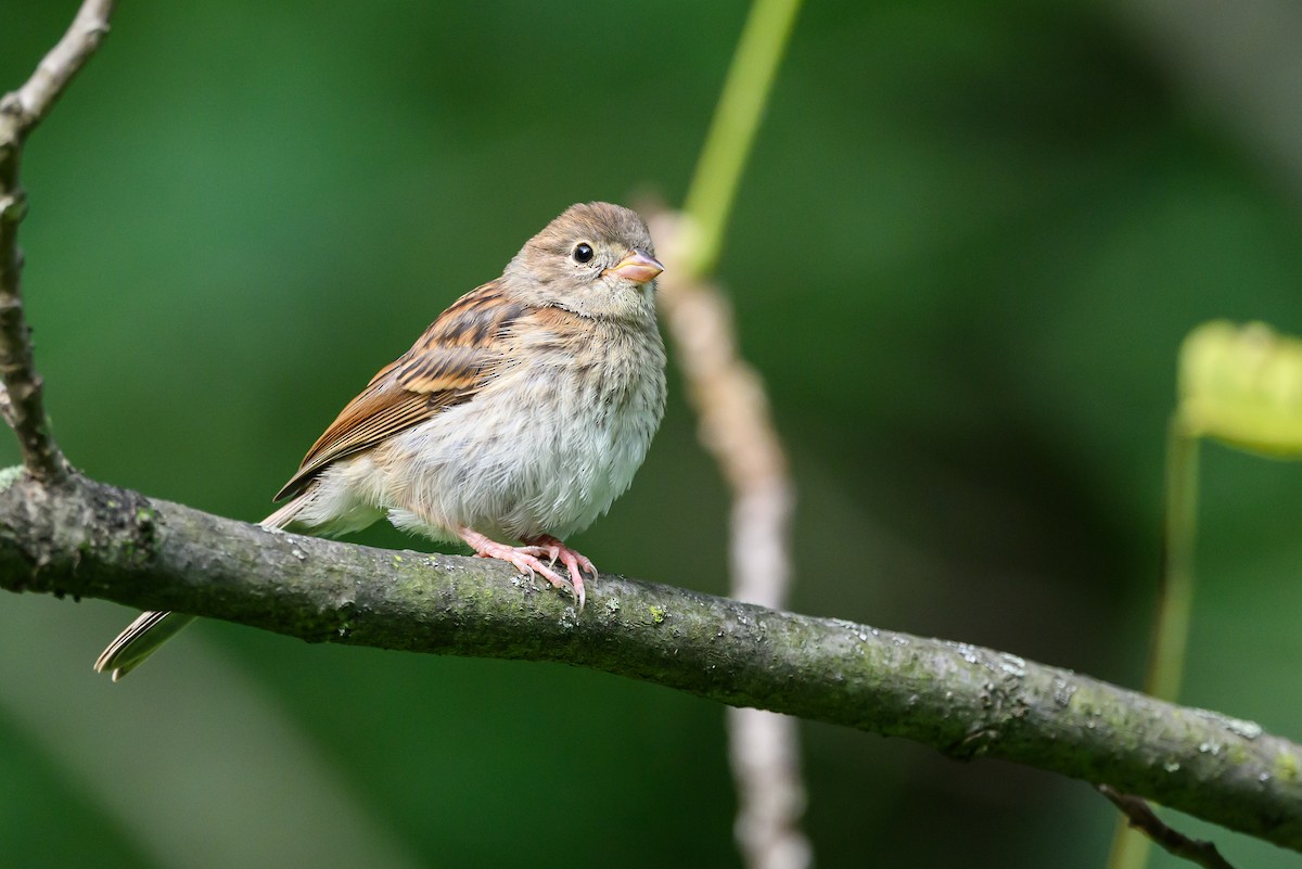 Field Sparrow - ML620531501