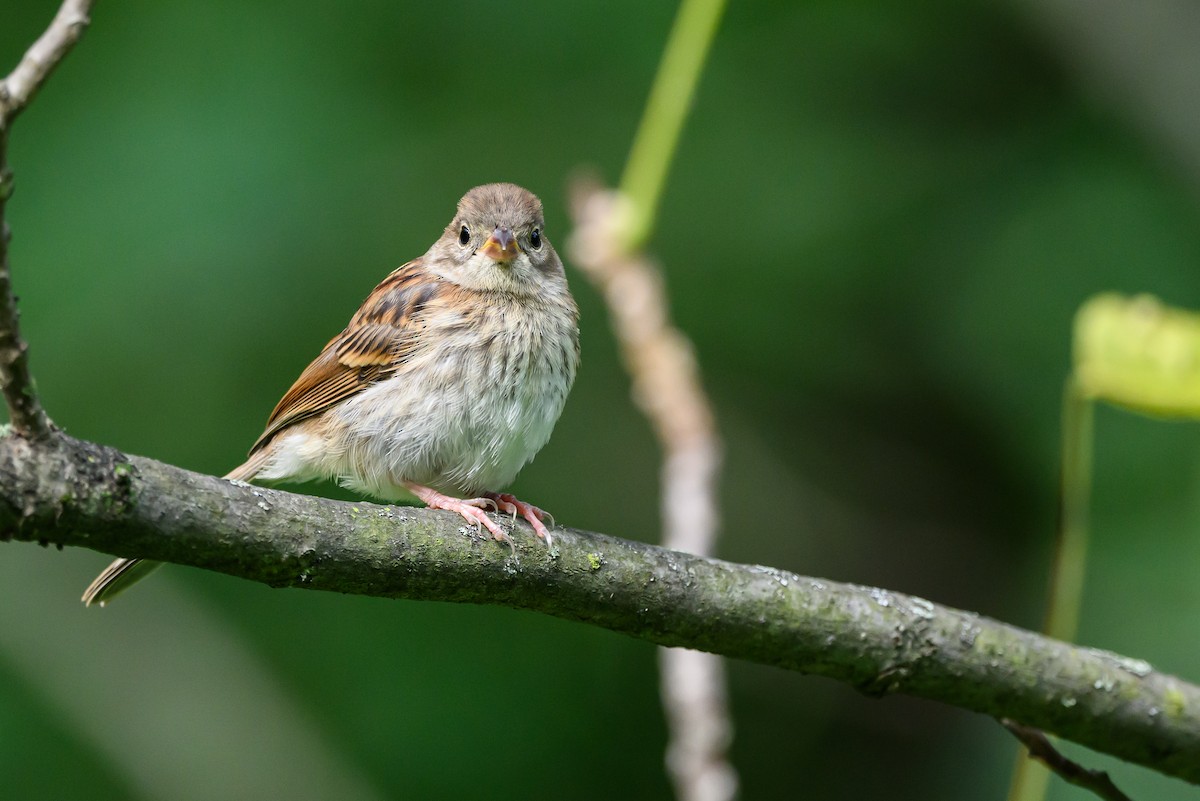 Field Sparrow - ML620531502