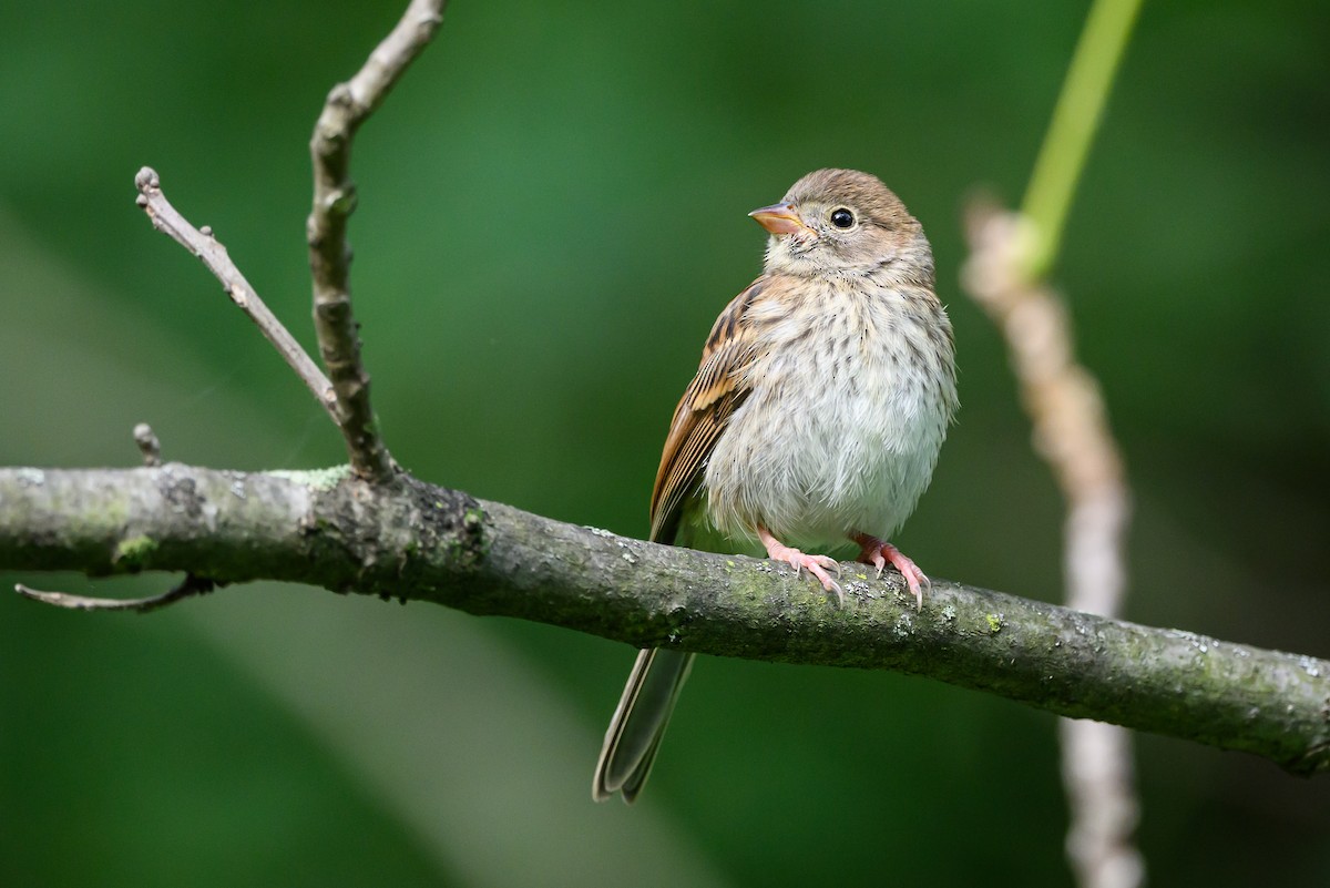 Field Sparrow - ML620531504