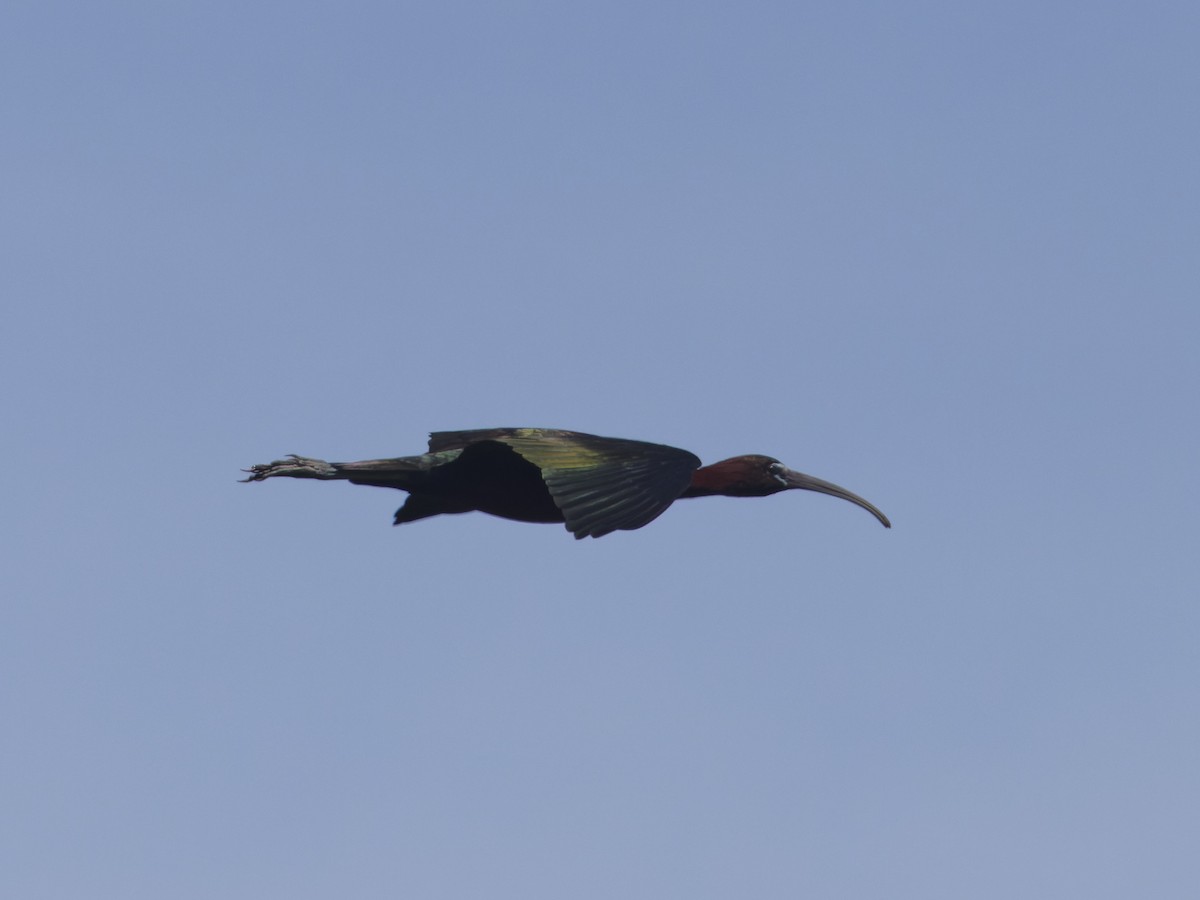 Glossy Ibis - ML620531505