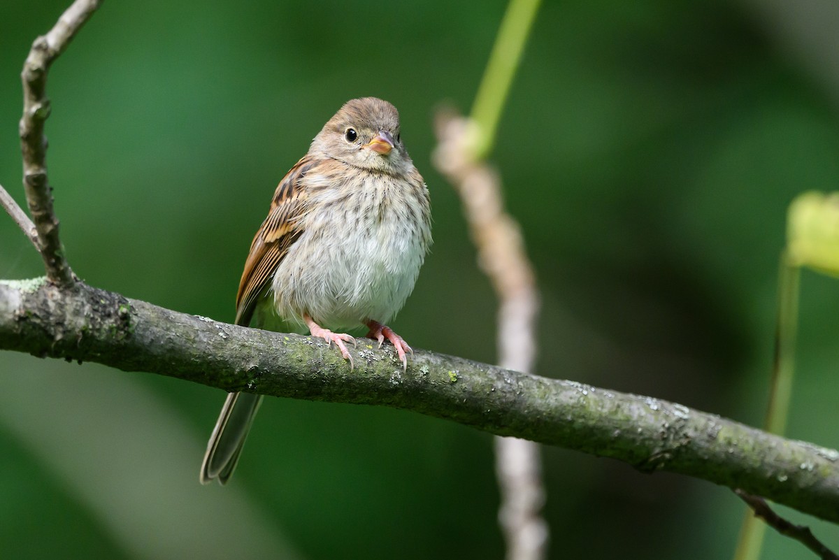 Field Sparrow - ML620531506
