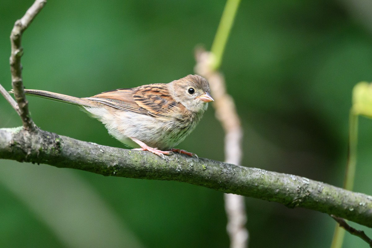 Field Sparrow - ML620531507