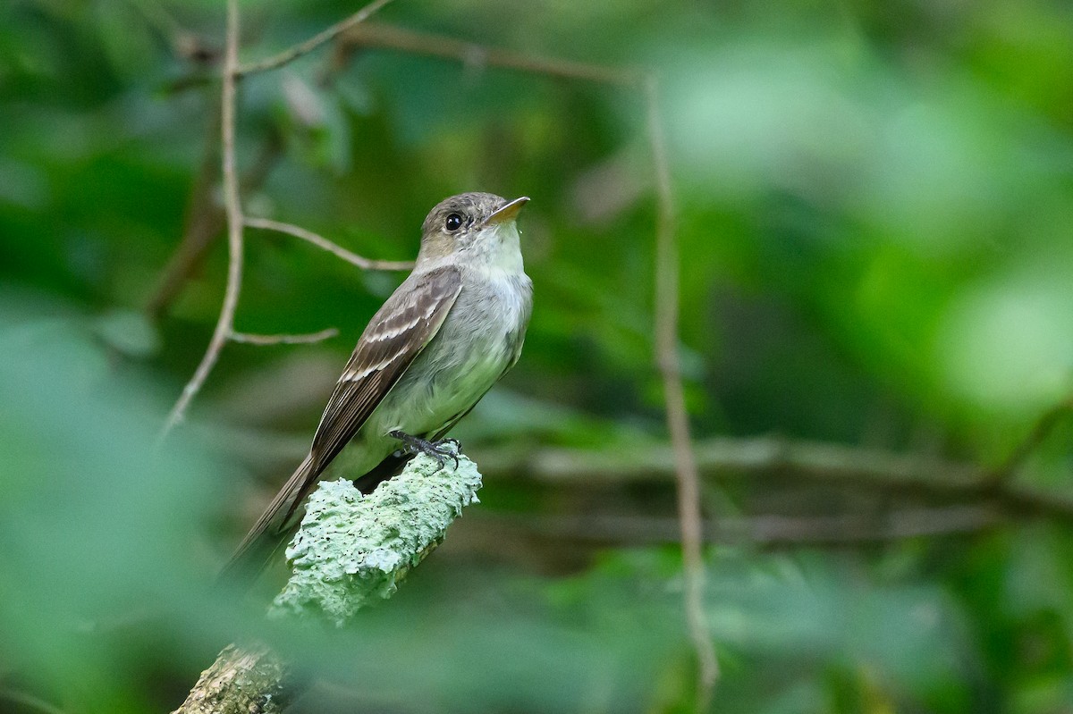 Eastern Wood-Pewee - Stephen Davies