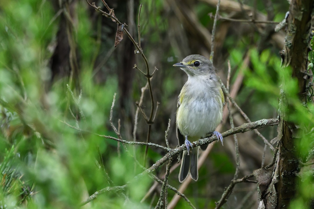 White-eyed Vireo - Stephen Davies