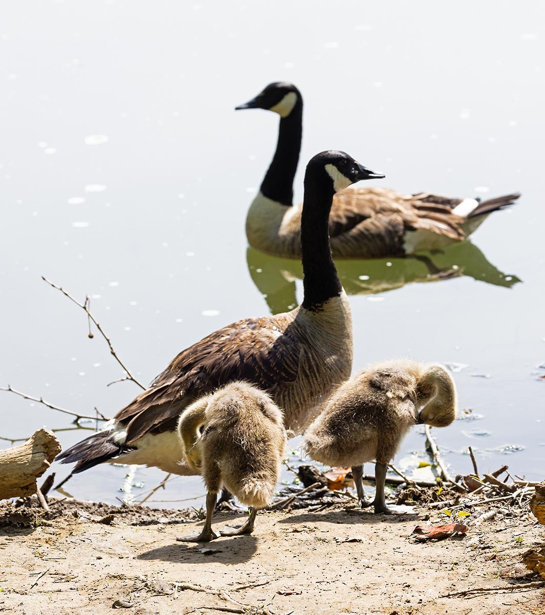 Canada Goose - ML620531525