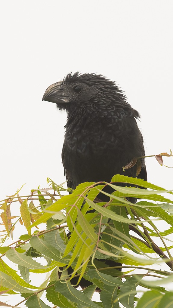 Groove-billed Ani - ML620531547