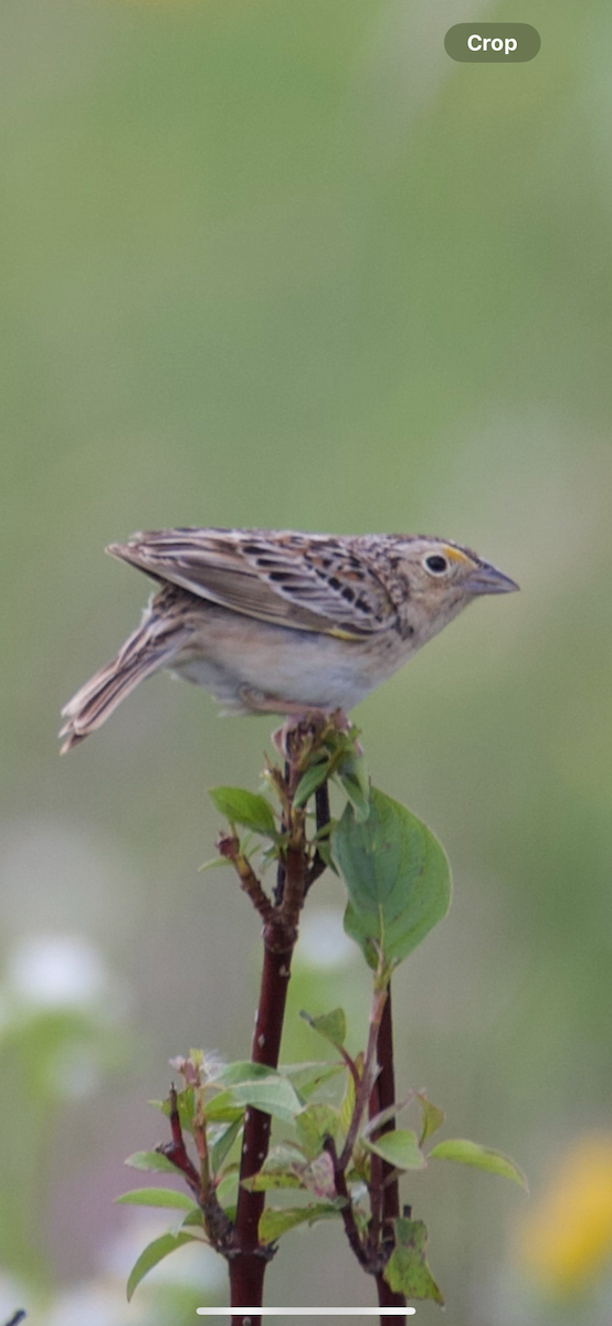 Grasshopper Sparrow - ML620531552