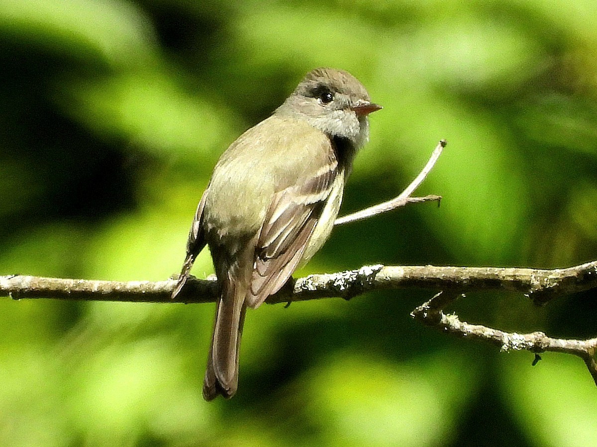 Hammond's Flycatcher - X Xie