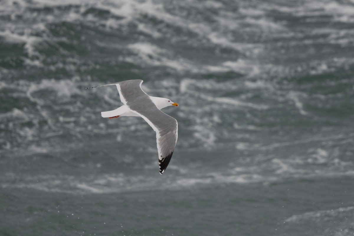 Herring Gull (Vega) - Steve Heinl