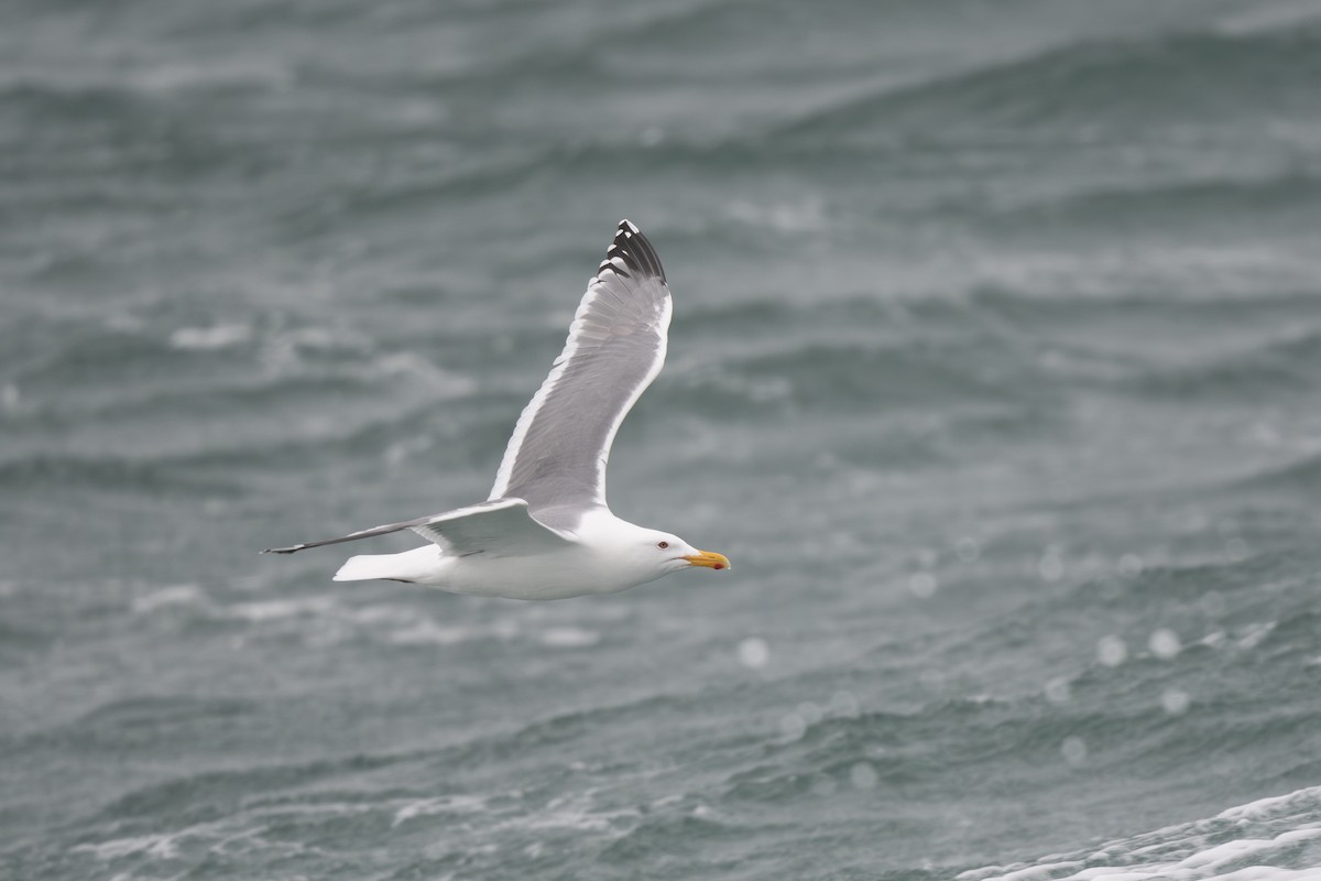 Vega Gull - Steve Heinl