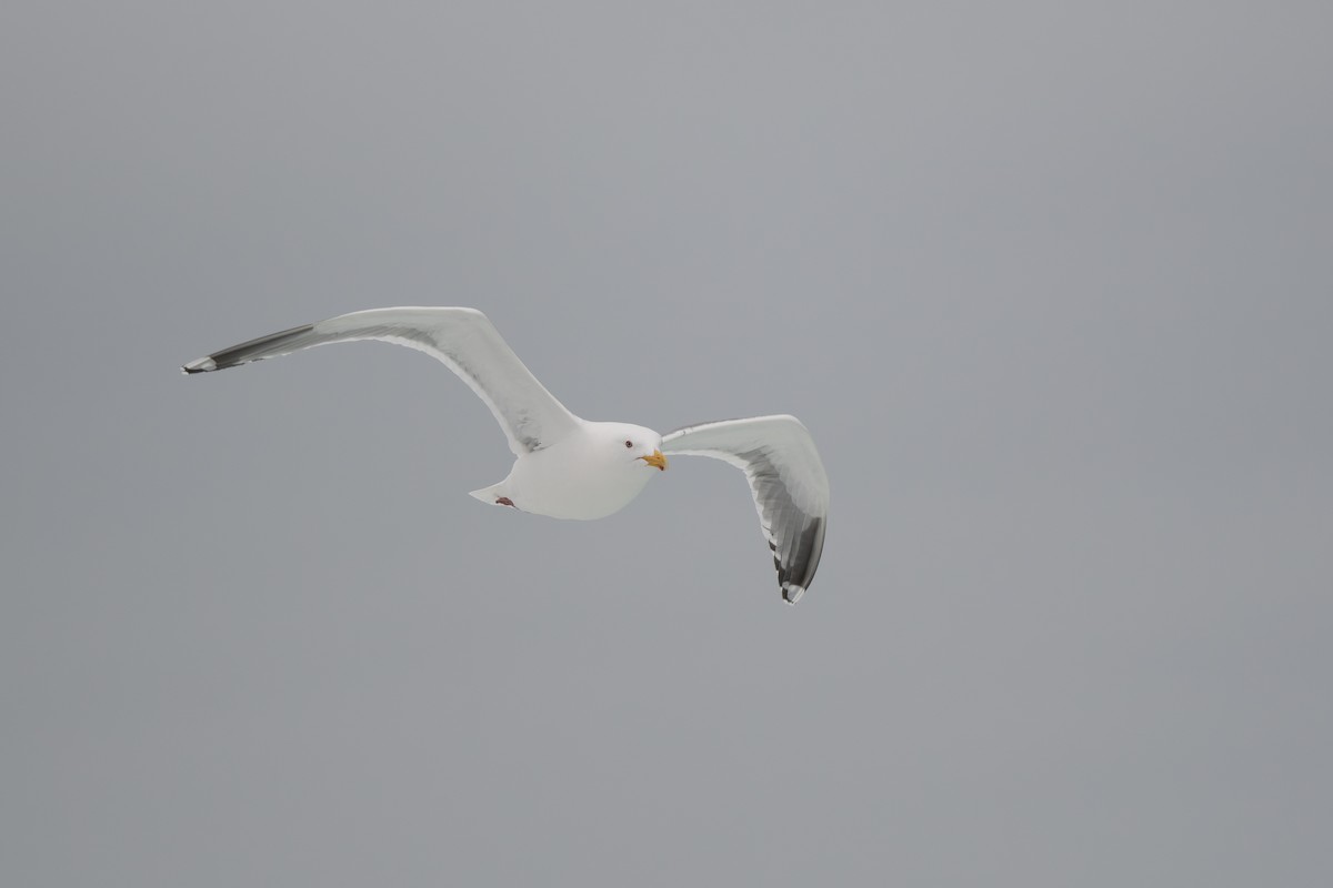 Herring Gull (Vega) - ML620531570