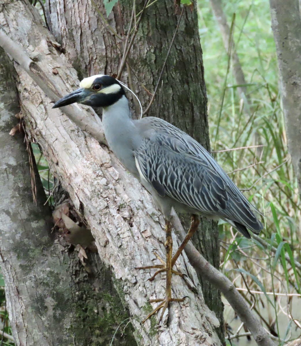 Yellow-crowned Night Heron - ML620531572