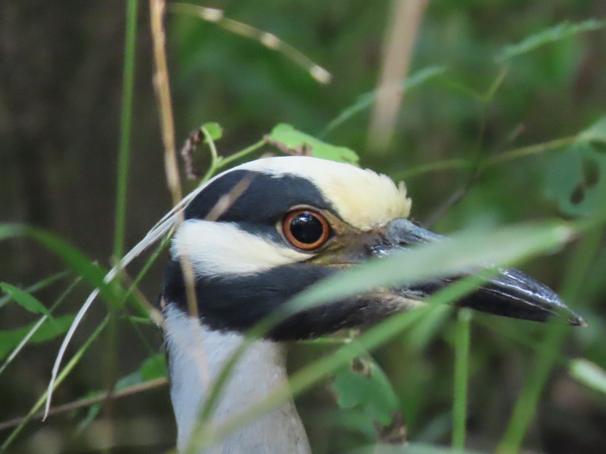 Yellow-crowned Night Heron - Suzanne Roberts