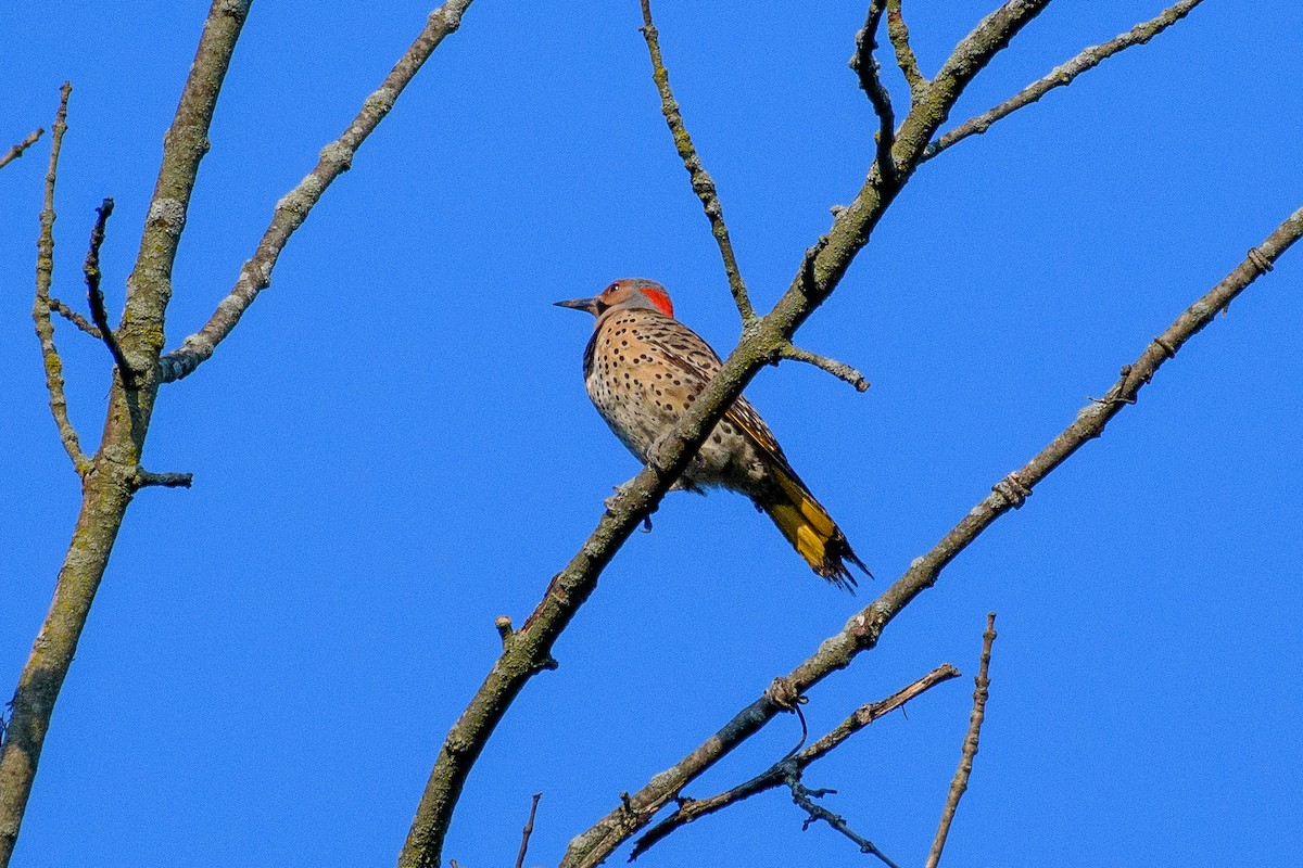 Northern Flicker - Peter DeStefano