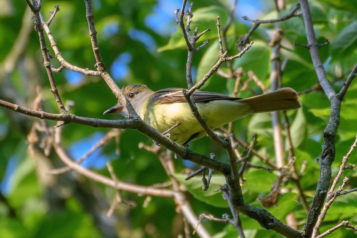 Great Crested Flycatcher - ML620531589