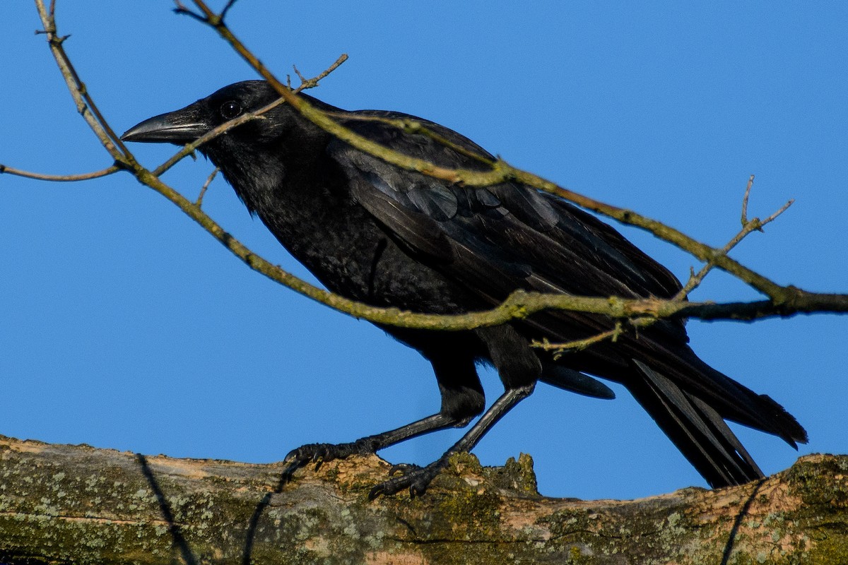 American Crow - ML620531592