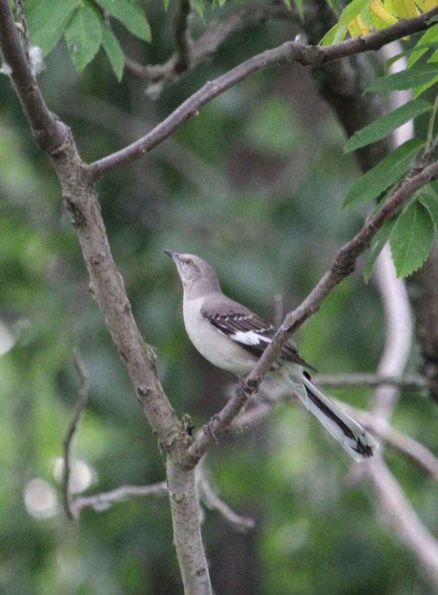 Northern Mockingbird - ML620531595