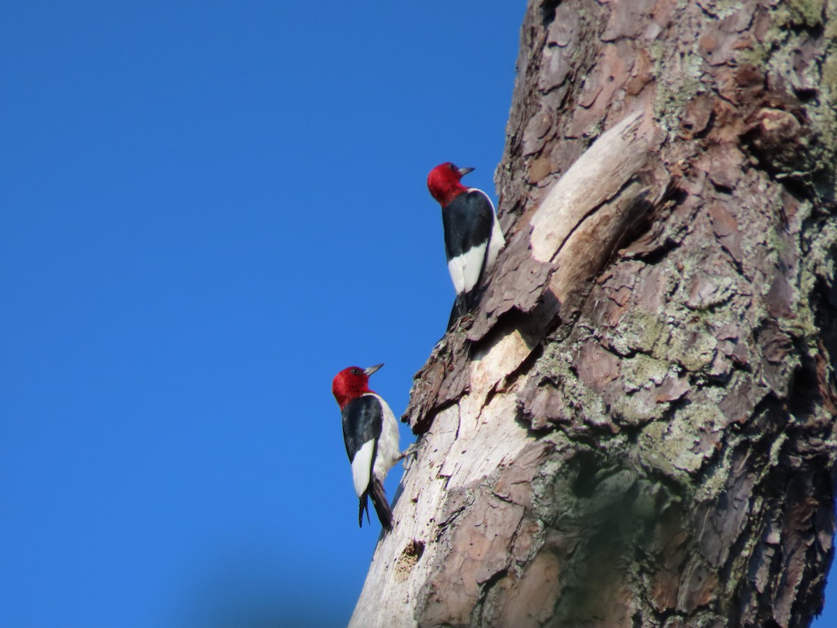 Red-headed Woodpecker - ML620531596