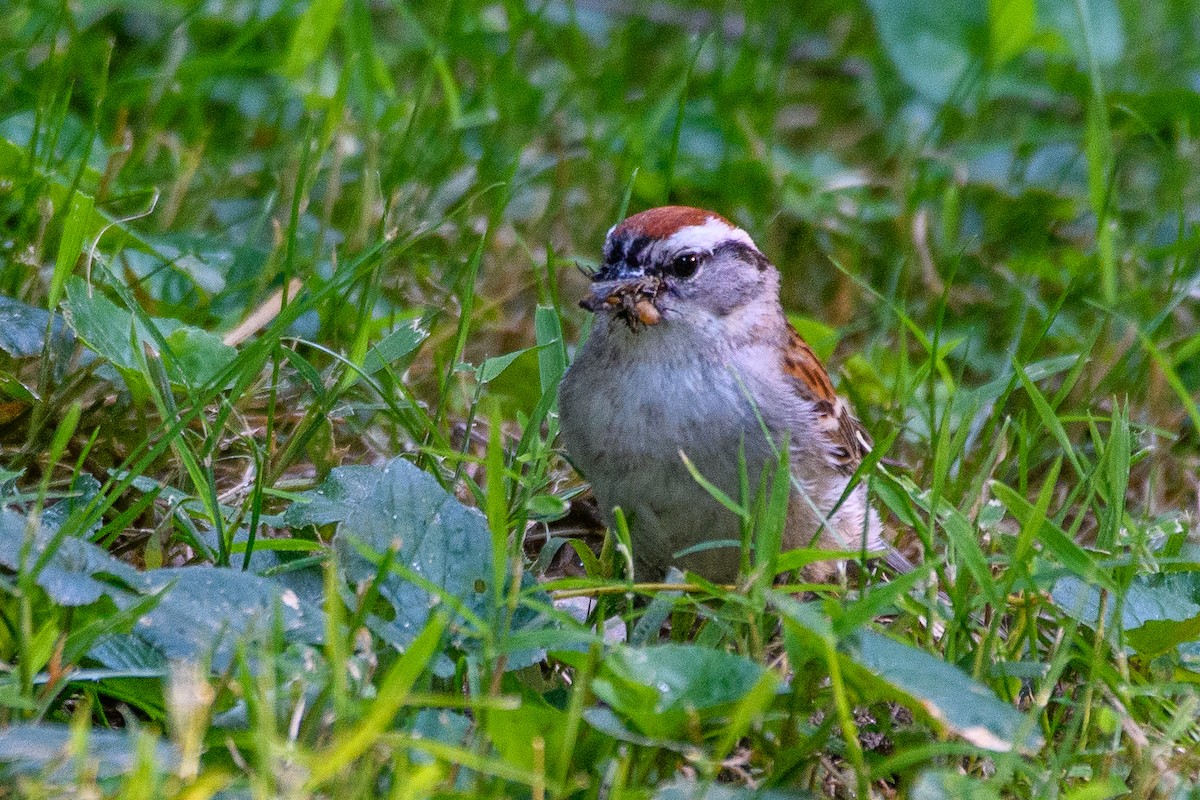 Chipping Sparrow - ML620531597