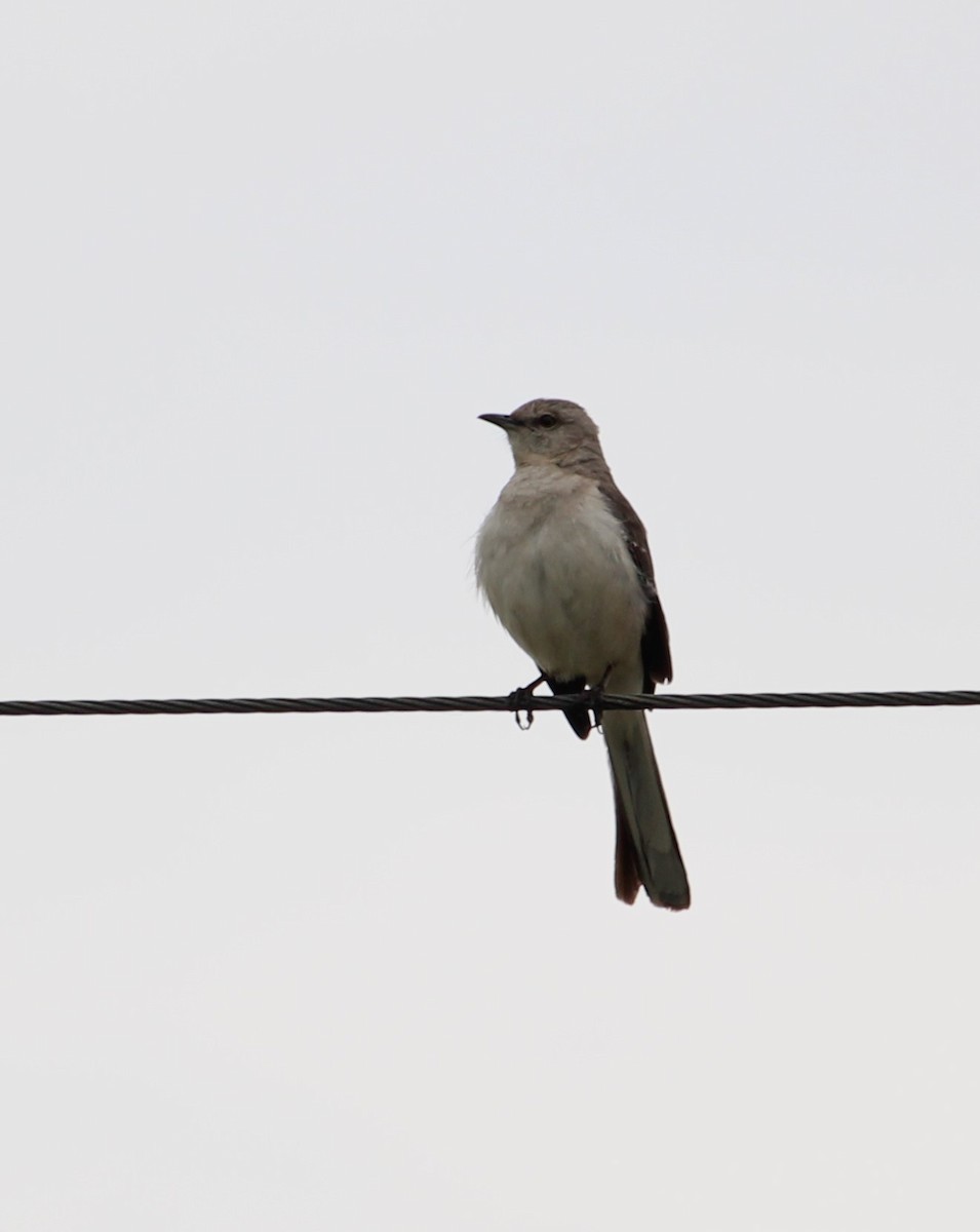 Northern Mockingbird - ML620531598