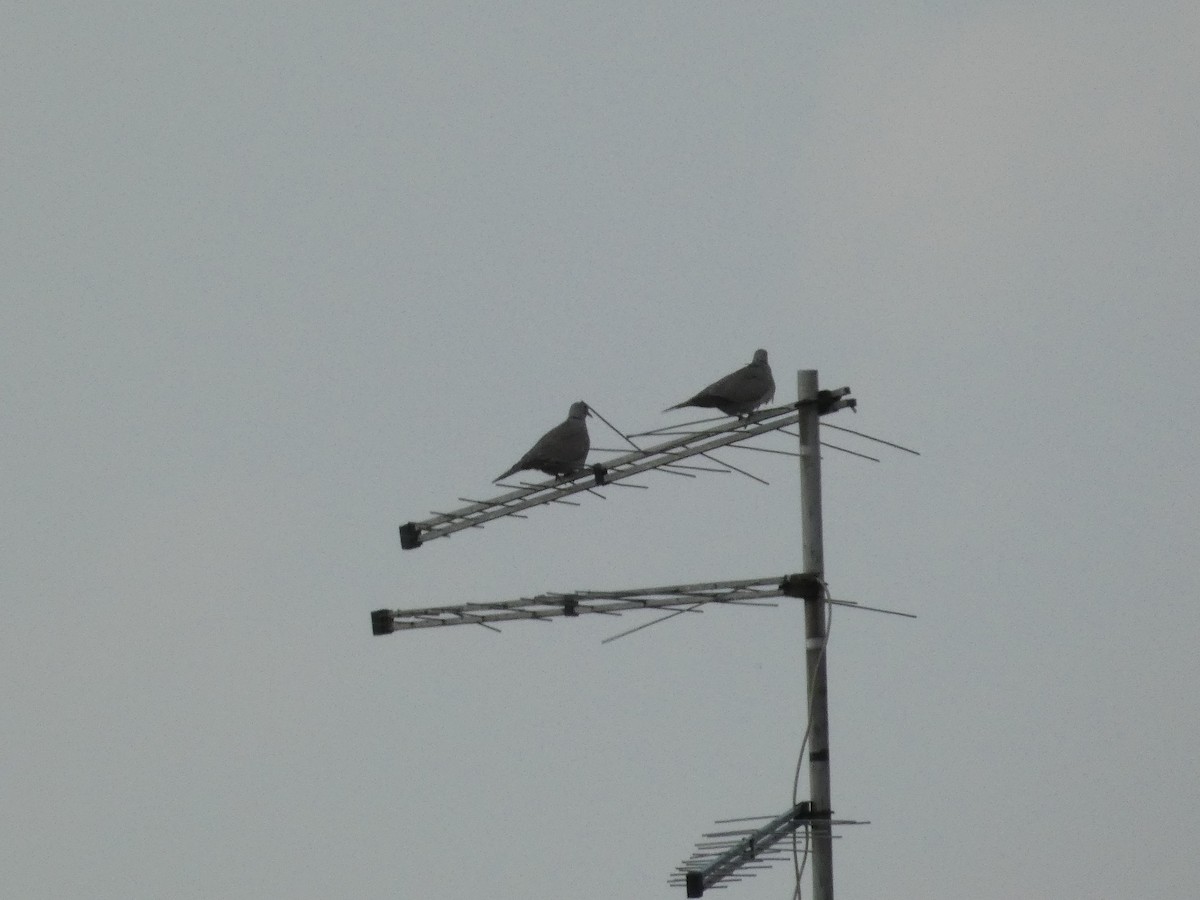 Eurasian Collared-Dove - ML620531605