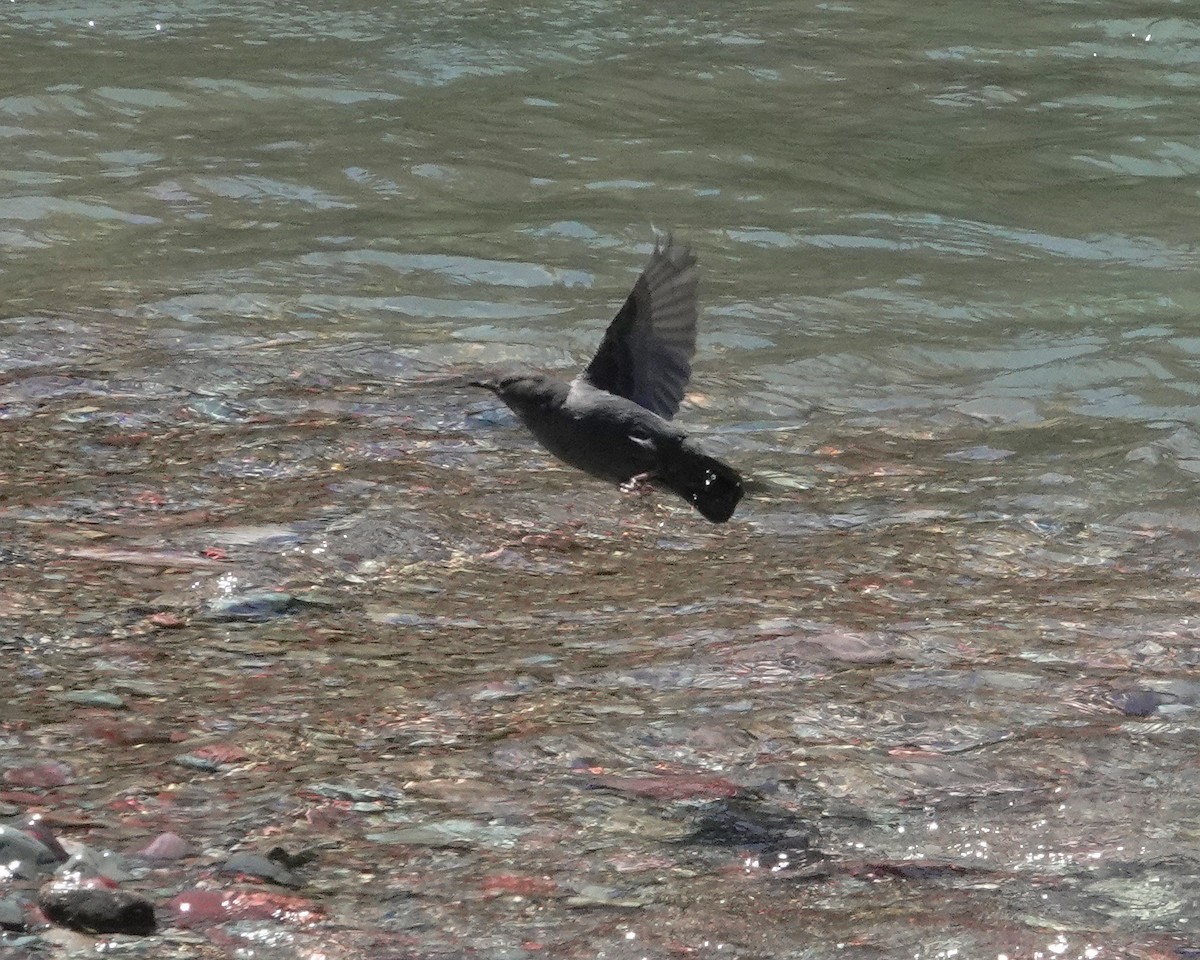 American Dipper - ML620531617