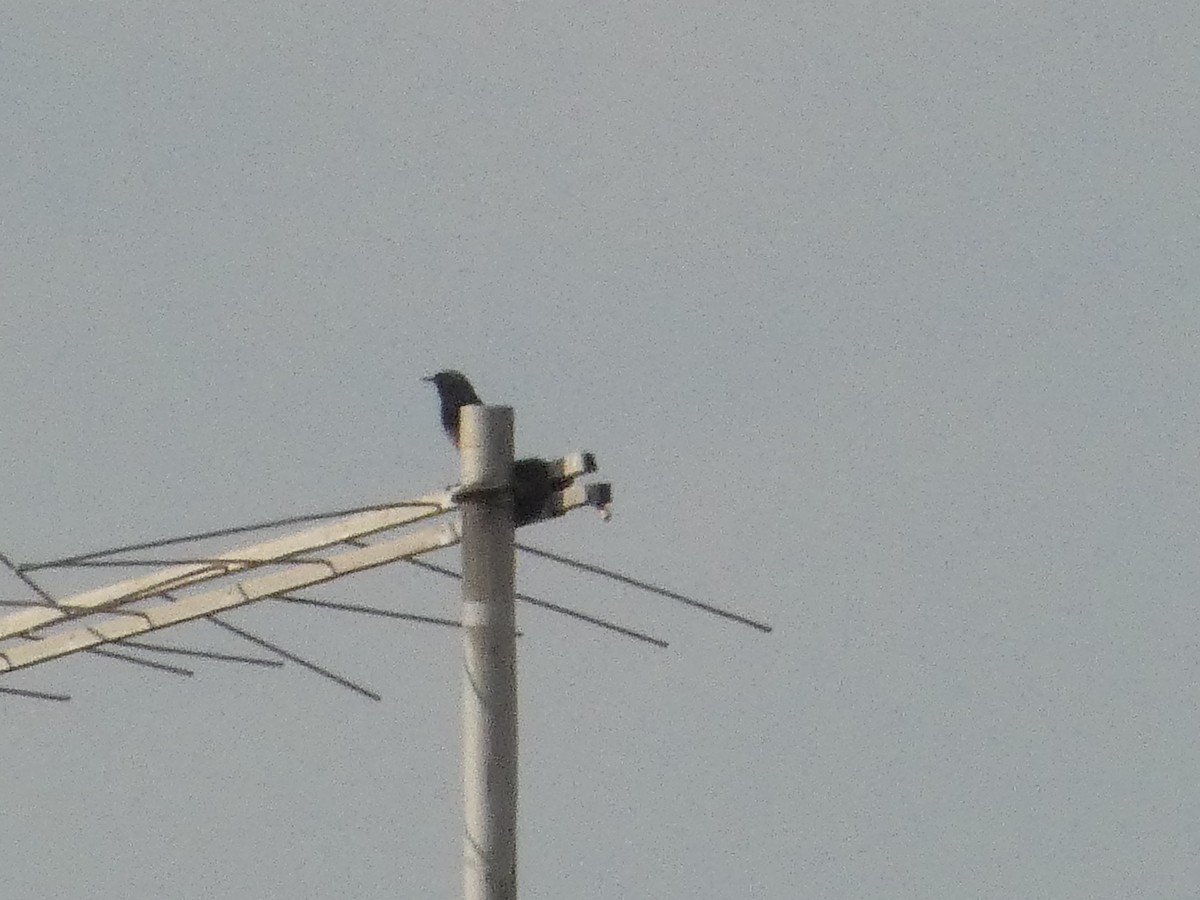 Black Redstart - Михаило Тепавчевић