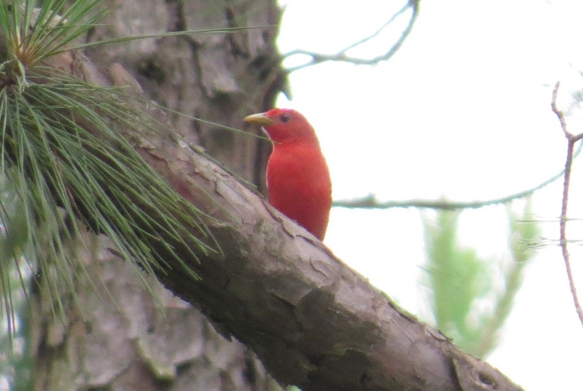 Summer Tanager - ML620531641