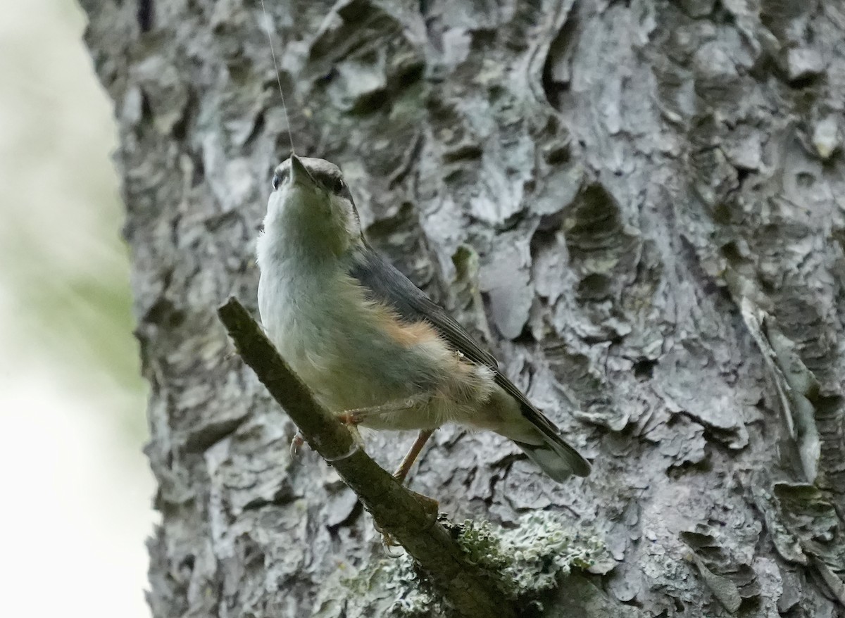 Eurasian Nuthatch - ML620531652