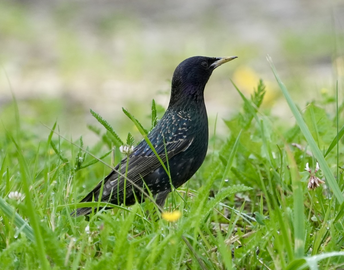 European Starling - Anthony Schlencker